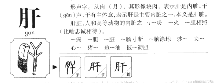 肝字字源字典