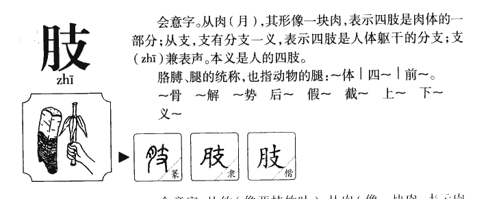 肢字字源字典