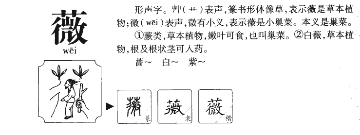 薇字字源字典